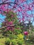 Cherry tree blooms with pink flowers in the spring botanical garden and bird feeders from recycled cans