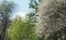 Cherry tree blooms. The tree is densely covered with white flowers