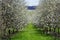 Cherry tree blossom orchard with distant tree, Czech landscape