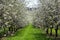 Cherry tree blossom orchard with grass path, Czech landscape