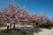 Cherry tree blossom with pink flower and people in Reggia di Venaria park in spring