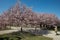 Cherry tree blossom with pink flower and people walking in Reggia di Venaria park in