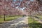 Cherry tree blossom with pink flower and people walking in Reggia di Venaria park in