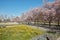 Cherry tree blossom with pink flower and yellow flowers bushes in Reggia di Venaria park