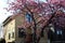 Cherry tree blossoms in front of a house in East Vancouver, British Columbia, Canada