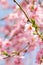 Cherry tree branch bud blossom background as spring, flower, blooming season concept