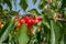 Cherry tree branch cherries hanging on the tree