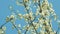 Cherry Tree Branch With Lots Of Small White Flowers. Blossoms With Small White Flowers.