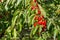 Cherry tree branch with ripe Stella cherries growing in organic cherry orchard