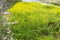 Cherry tree branches and yellow rapeseed flowers blooming on the bank of Urui river in Ryuganbuchi, Fuji city, Japan