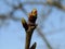 Cherry tree buds on a young seedling