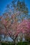 Cherry tree and Chinar tree, Shalimar Garden, Srinagar, India