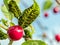 Cherry tree with colony of aphidoidea