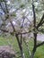 Cherry-tree Dandelion Green grass Spring Beautiful