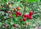 Cherry tree and first springtime cherries, shallow depth of field