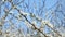 Cherry tree flowering twigs moving in a light spring breeze