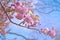 Cherry tree flowers closeup