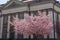 Cherry tree in front of the main library in Turku, Finland