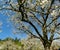 Cherry tree in full bloom against a blue sky