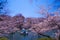 Cherry tree in full bloom of Inokashira Park