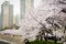 Cherry tree full blossom along the lake side of Lotte World Magic Island