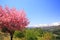 Cherry tree and Japan Alps