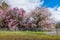 Cherry Tree Landscape 2