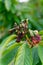 Cherry tree leaves infested with aphids. Close-up