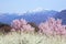 Cherry tree and mountain