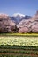 Cherry tree and narcissus field