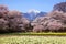 Cherry tree and narcissus field