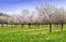 Cherry tree orchard and dandelions