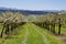 Cherry tree orchard with grass path, Czech landscape