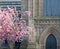 A cherry tree with pink blossom in front of the facade of leeds minster showing the front door and windows