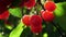 Cherry tree ripe fruit close shot backlight in sunshine