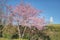 Cherry tree or Sakura covered by pink cherry blossoms in Malmo Kungsparken. The Turning Torso upper part peeps out of the hedges