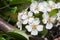 Cherry tree spring blossom, branch with flowers