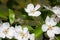 Cherry tree spring blossom, branch with flowers