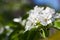 Cherry tree spring blossom, branch with flowers