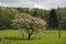 Cherry tree in spring, Lower Saxony, Germany