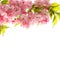 Cherry tree twig. Fresh spring sakura flowers with green leaves