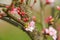 Cherry tree in white flowers. Full bloomed sweet cherry twig blossoms