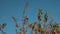 Cherry tree with yellowing leaves autumn - blue sky background