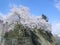 Cherry trees along the moat