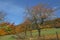 Cherry trees in autumn, Hagen, Germany