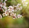 The cherry trees are blooming white flowers. White cherry blos