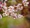 The cherry trees are blooming white flowers. White cherry blossoms. The cherry tree twig with white flowers.Spring flower backgr