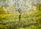 cherry trees in blossom, cherry orchard in spring, flowers dandelions, background,