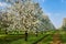 Cherry trees in blossom, springtime view of blossoming garden.