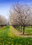 cherry trees and dandelions